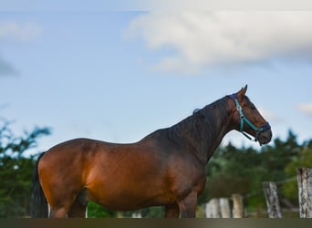 KWPN, Ruin, 19 Jaar, 165 cm, Bruin