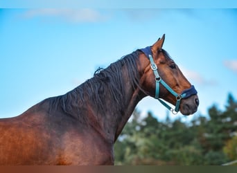 KWPN, Ruin, 19 Jaar, 165 cm, Bruin