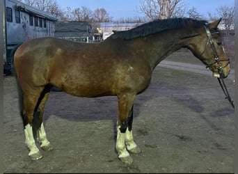 KWPN, Ruin, 19 Jaar, Bruin