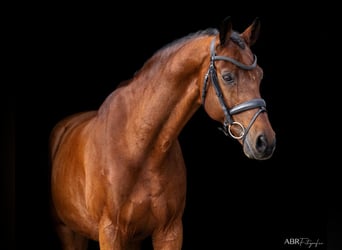 KWPN, Ruin, 21 Jaar, Roodbruin