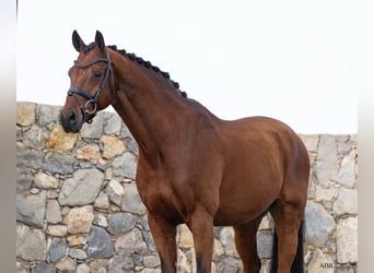 KWPN, Ruin, 21 Jaar, Roodbruin