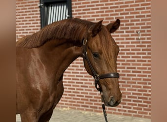 KWPN, Ruin, 2 Jaar, 160 cm, Donkere-vos