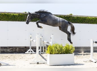 KWPN, Ruin, 2 Jaar, 160 cm, Schimmel