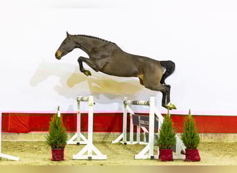 KWPN, Ruin, 2 Jaar, 165 cm, Donkerbruin