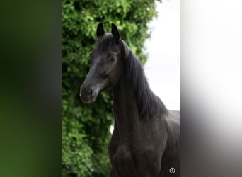 KWPN, Ruin, 2 Jaar, 165 cm, Zwart