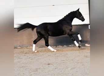 KWPN, Ruin, 2 Jaar, 165 cm, Zwart