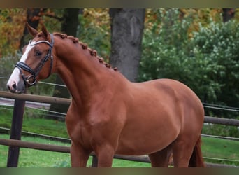 KWPN, Ruin, 2 Jaar, 167 cm, Vos