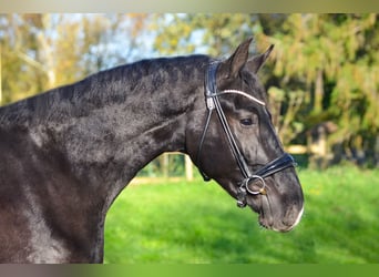 KWPN, Ruin, 2 Jaar, 168 cm, Zwart