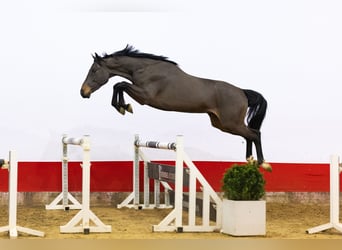 KWPN, Ruin, 3 Jaar, 159 cm, Bruin