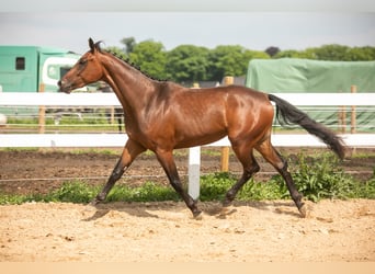 KWPN, Ruin, 3 Jaar, 160 cm, Brauner