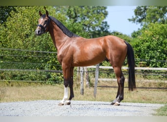 KWPN, Ruin, 3 Jaar, 160 cm, Bruin