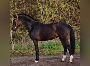 KWPN, Ruin, 3 Jaar, 160 cm, Zwart