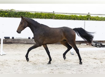 KWPN, Ruin, 3 Jaar, 161 cm, Donkerbruin