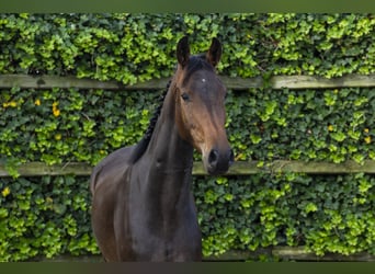 KWPN, Ruin, 3 Jaar, 161 cm, Donkerbruin
