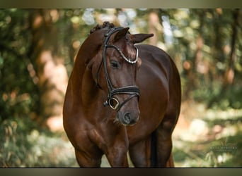 KWPN, Ruin, 3 Jaar, 162 cm, Donkere-vos