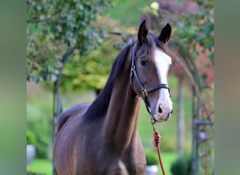 KWPN, Ruin, 3 Jaar, 163 cm, Bruin