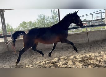 KWPN, Ruin, 3 Jaar, 163 cm, Donkerbruin