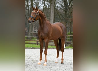 KWPN, Ruin, 3 Jaar, 163 cm, Donkere-vos