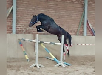 KWPN, Ruin, 3 Jaar, 163 cm, Zwartbruin