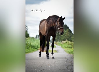 KWPN, Ruin, 3 Jaar, 164 cm, Donkerbruin