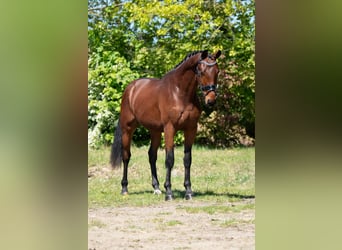 KWPN, Ruin, 3 Jaar, 164 cm, Lichtbruin