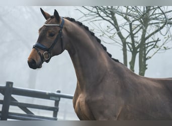 KWPN, Ruin, 3 Jaar, 165 cm, Bruin