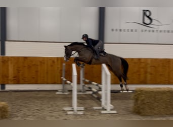 KWPN, Ruin, 3 Jaar, 165 cm, Bruin