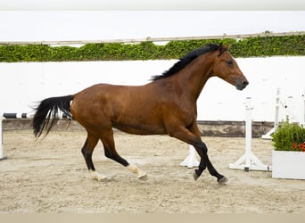 KWPN, Ruin, 3 Jaar, 165 cm, Bruin