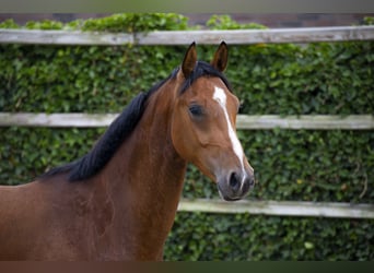 KWPN, Ruin, 3 Jaar, 165 cm, Bruin