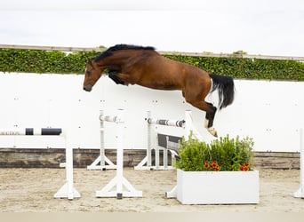 KWPN, Ruin, 3 Jaar, 165 cm, Bruin