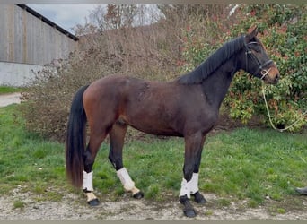 KWPN, Ruin, 3 Jaar, 165 cm, Donkerbruin