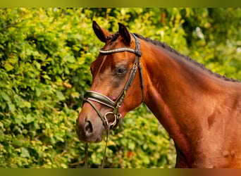 KWPN, Ruin, 3 Jaar, 165 cm, Roodbruin
