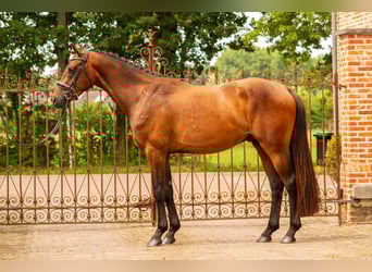 KWPN, Ruin, 3 Jaar, 165 cm, Roodbruin
