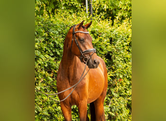 KWPN, Ruin, 3 Jaar, 165 cm, Roodbruin