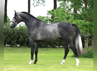 KWPN, Ruin, 3 Jaar, 165 cm, Schimmel