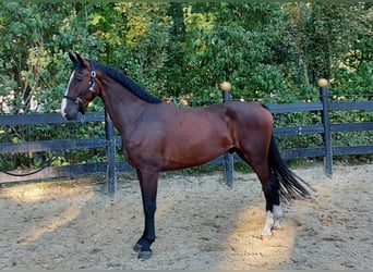 KWPN, Ruin, 3 Jaar, 166 cm, Brauner