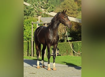 KWPN, Ruin, 3 Jaar, 166 cm, Bruin