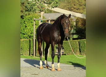 KWPN, Ruin, 3 Jaar, 166 cm, Bruin