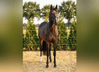 KWPN, Ruin, 3 Jaar, 166 cm, Bruin