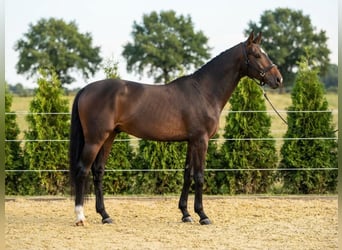 KWPN, Ruin, 3 Jaar, 166 cm, Bruin