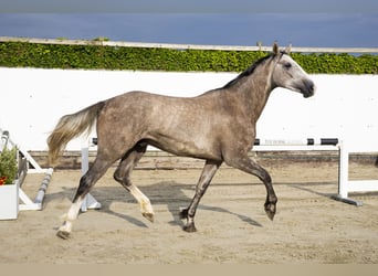 KWPN, Ruin, 3 Jaar, 166 cm, Schimmel
