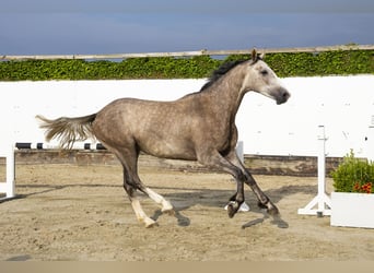 KWPN, Ruin, 3 Jaar, 166 cm, Schimmel