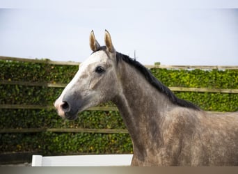 KWPN, Ruin, 3 Jaar, 166 cm, Schimmel