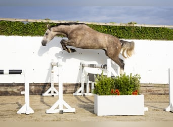KWPN, Ruin, 3 Jaar, 166 cm, Schimmel