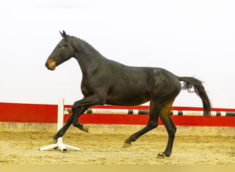 KWPN, Ruin, 3 Jaar, 166 cm