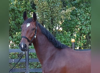 KWPN, Ruin, 3 Jaar, 167 cm, Brauner