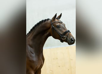 KWPN, Ruin, 3 Jaar, 167 cm, Bruin