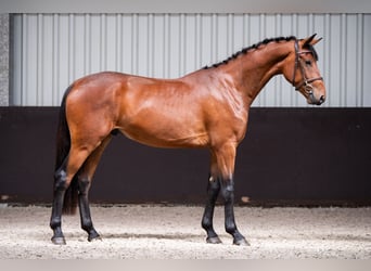 KWPN, Ruin, 3 Jaar, 167 cm, Bruin