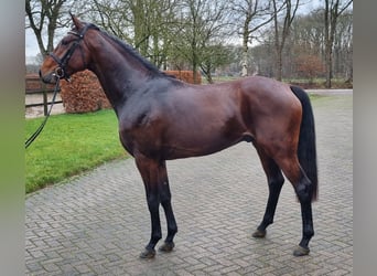 KWPN, Ruin, 3 Jaar, 167 cm, Bruin