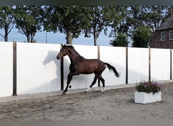 KWPN, Ruin, 3 Jaar, 167 cm, Donkerbruin